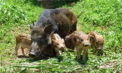 野豬是保護動物嗎?野豬人工飼養方法與技術要點