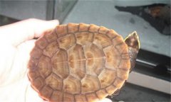 圓澳龜能長多大 圓澳龜的生活形態特征