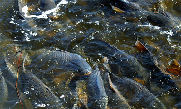 養鯉魚的方法