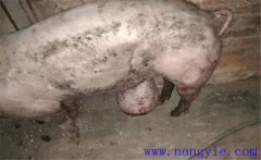 育肥豬拉黑稀是什么原因，如何預防與治療？