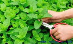 薄荷的育苗育苗方式、移栽要點與田間管理方法