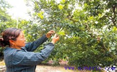 楊梅疏花疏果原因是什么？怎樣給楊梅疏花疏果