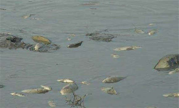 甲魚養殖成本