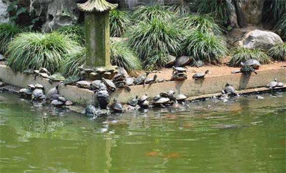養殖甲魚技術