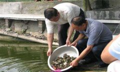 魚鱉混養技術要點，魚鱉混養怎么養好