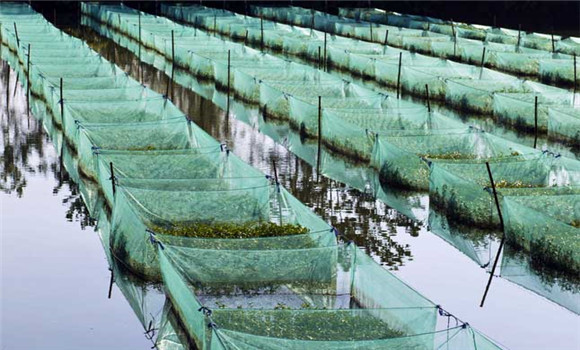 養鱔魚賺錢嗎