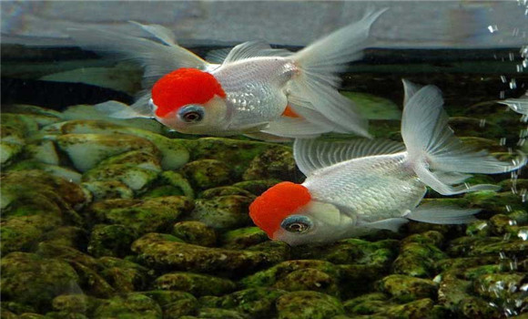 龍睛魚怎么養