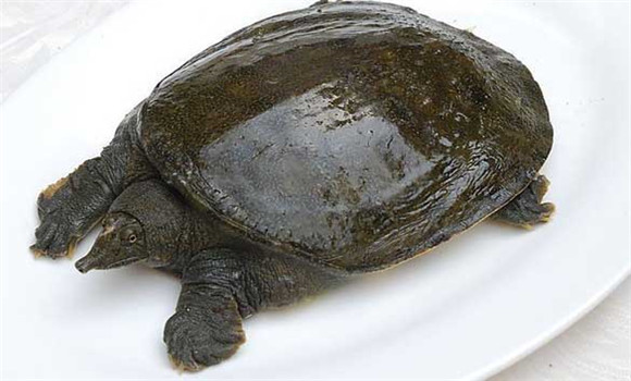 常見甲魚疾病有哪些，甲魚病病防治的方法