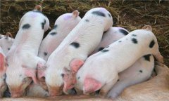 哺乳仔豬的飼養管理要點及注意事項