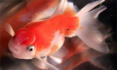 珍珠魚好養嗎?珍珠魚怎么養、怎么繁殖