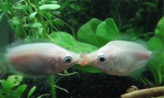 接吻魚好養嗎?接吻魚為什么接吻、怎樣分辨公母