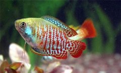 麗麗魚好養活嗎?麗麗魚怎么分公母、怎么養