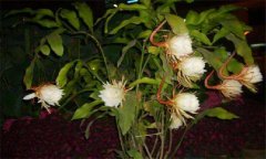 曇花怎么養 掌握三點你能就栽培好曇花