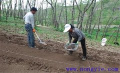 當歸栽培方法，當歸怎么種植才能高產？
