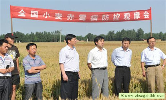 小麥赤霉病發生條件有哪些