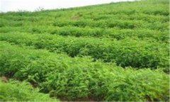 刺槐種植方法和養護技術