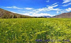 青稞種植地區分布與條件 目前青稞種植面臨問題