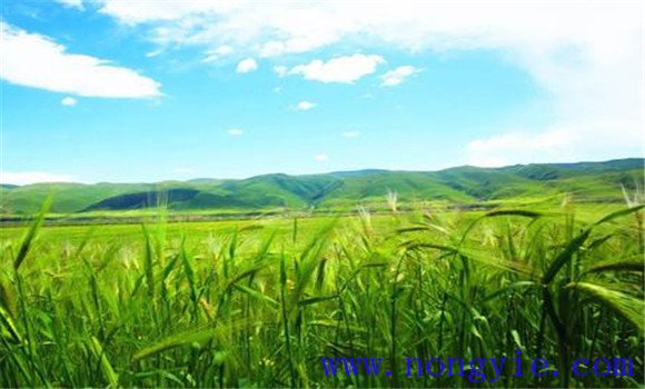 青稞種植地區分布與條件