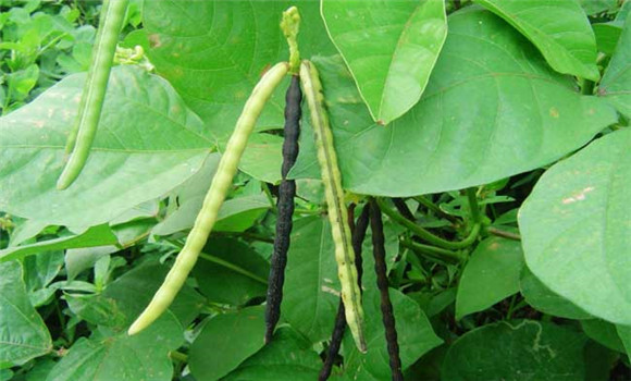 綠豆什么時間種植？