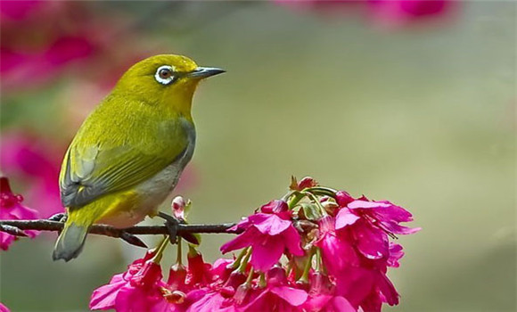 繡眼鳥怎樣飼養