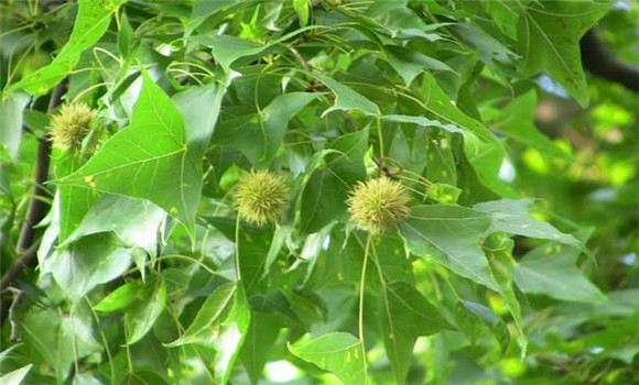 楓香種植技術