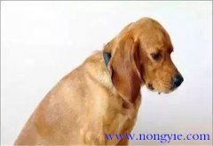 老齡犬的飼喂要求 飼養老齡犬應注意哪些問題
