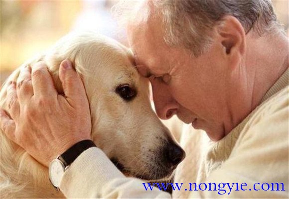 飼養老齡犬應注意哪些問題