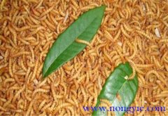 黃粉蟲吃什么飼料 黃粉蟲怎么養殖