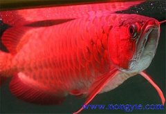 紅龍魚價格多少錢一條，紅龍魚如何飼養與管理