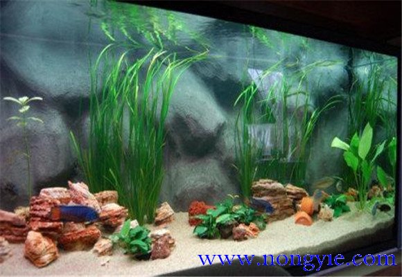 家里養魚換水的方法