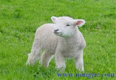 羔羊的早期飼喂、合理補飼和運動鍛煉方法