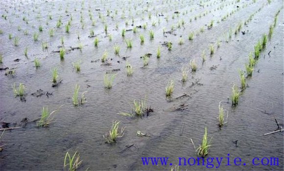 發生水稻低溫冷害怎么辦