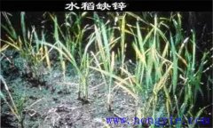 水稻缺鋅會導致僵苗，水稻缺鋅怎么辦？