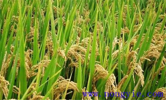 及早追施肥料，確保后期不脫肥