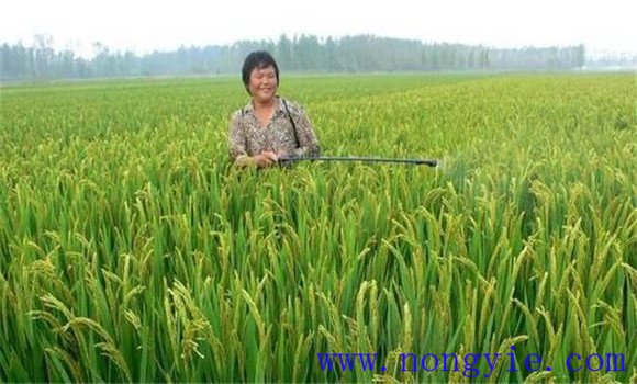 加強病蟲害綜合防治，確保青稈黃熟