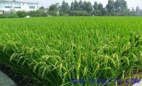 砷中毒可能致水稻穎殼張開、不灌漿