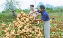 豆薯如何種植，豆薯種植與栽培技術