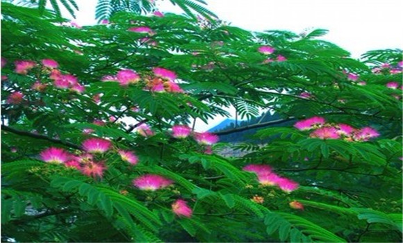 合歡樹枯萎病的發生規律
