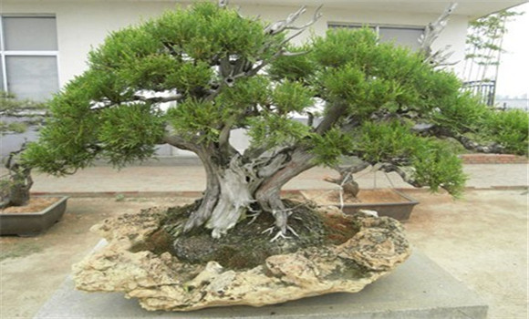 柏樹種植技術