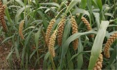 糯小米和小米的區別 糯小米種植方法簡介