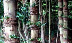 仿野生鐵皮石斛如何種植，鐵皮石斛的種植技術