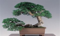 側柏的盆景造型與養護