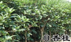 日香桂的養殖方法 日香桂如何露地栽培
