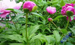 芍藥花的養殖方法和技術要點