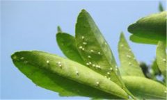 柑桔粉虱發生規律特點 柑桔粉虱防治用什么農藥