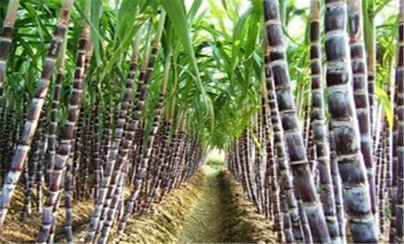 果蔗種植技術