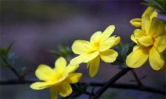 盆栽迎春花怎么養效果好