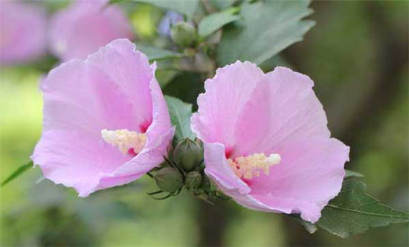 木槿花的栽培技術