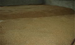小麥種子貯藏要注意什么？