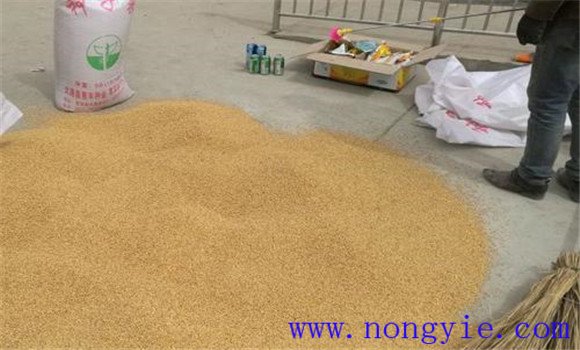 小麥播前曬種為什么能增產